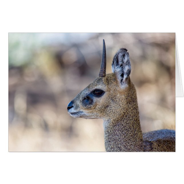 Retrato de Klipspringer (Anverso (Horizontal))