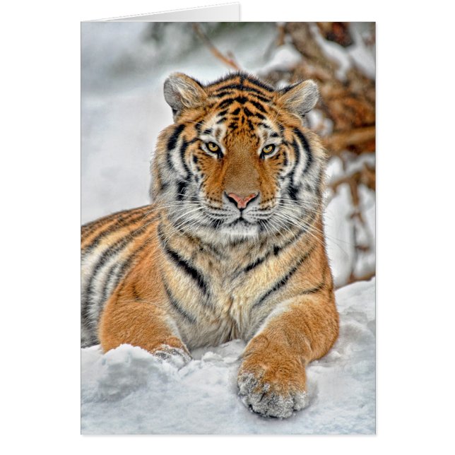 Retrato de la nieve del tigre (Frente)