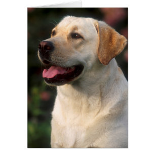 Retrato de Labrador Retriever, Hilton