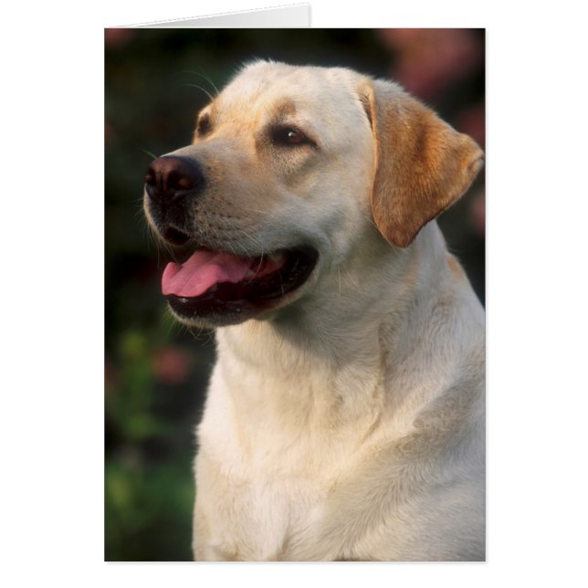 Retrato de Labrador Retriever, Hilton (Frente)