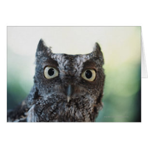 Retrato de Lechuza Griega Oriental Que Muestra Ojo