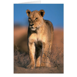 Retrato De Leona (Panthera Leo)