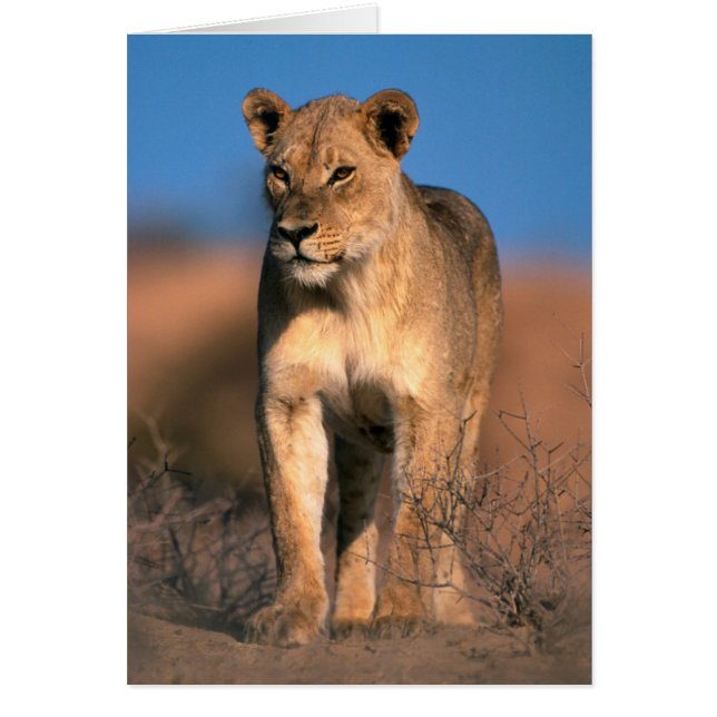 Retrato De Leona (Panthera Leo) (Frente)