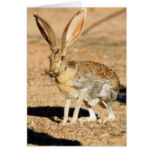 Retrato de liebre antílope, Arizona
