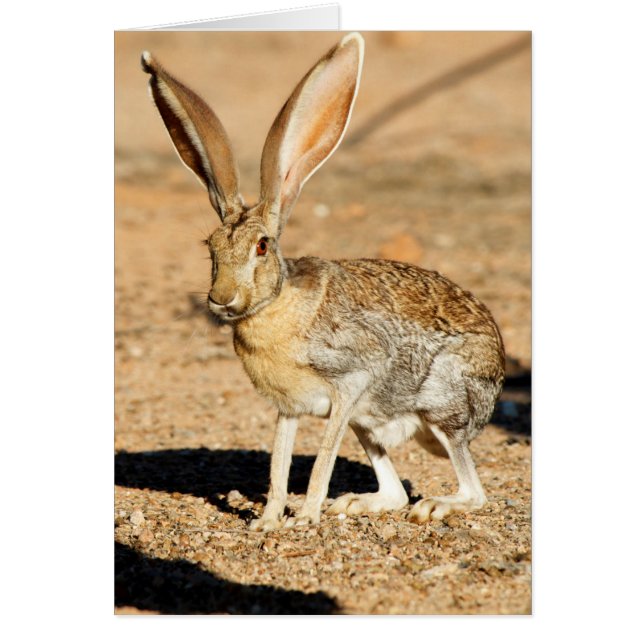 Retrato de liebre antílope, Arizona (Frente)