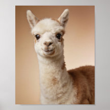 Retrato de llama bebé - Arte de pared de animal de