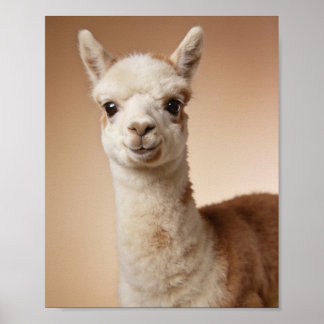 Retrato de llama bebé - Arte de pared de animal de