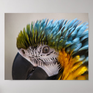 Retrato de loro guacamayo - Impresión de arte fino
