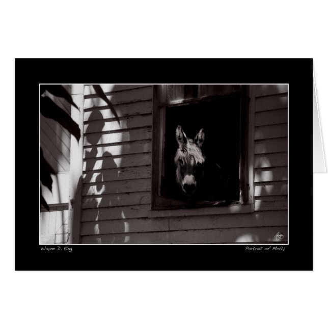 Retrato de Molly (Anverso (Horizontal))