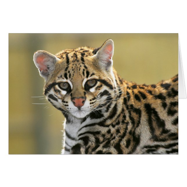 Retrato de Ocelot (Anverso (Horizontal))
