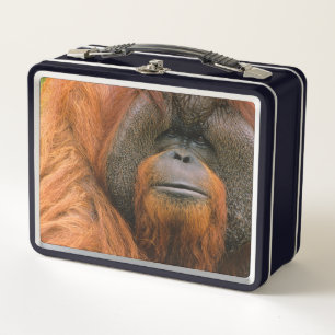 Retrato de Orangután macho, Georgia, EE. UU.