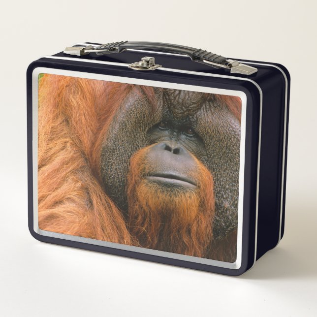 Retrato de Orangután macho, Georgia, EE. UU. (Anverso)