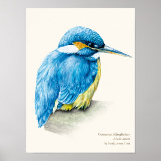 Retrato de ornitología de Kingfisher impresión de 
