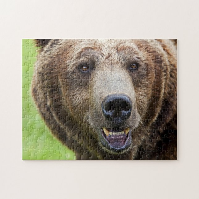 Retrato de oso pardo, rompecabezas (Horizontal)