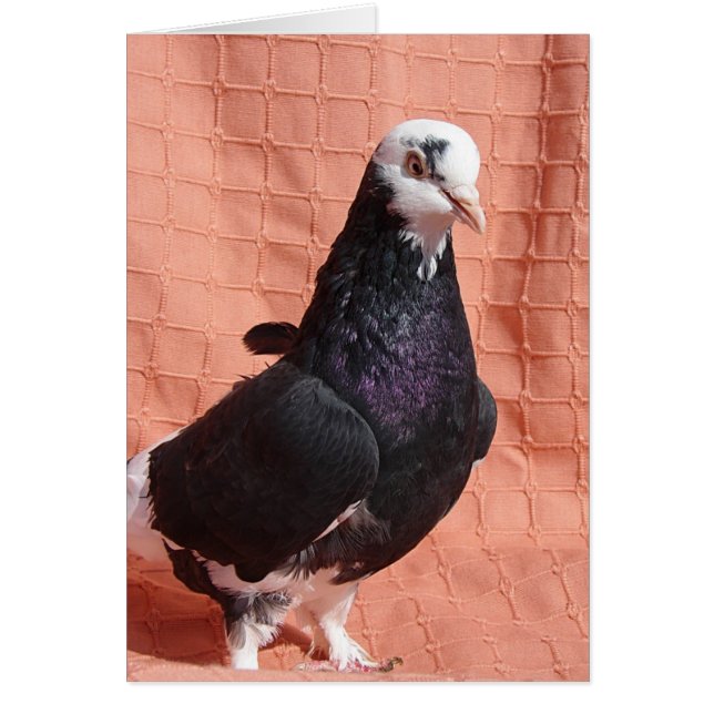 Retrato de paloma (Frente)