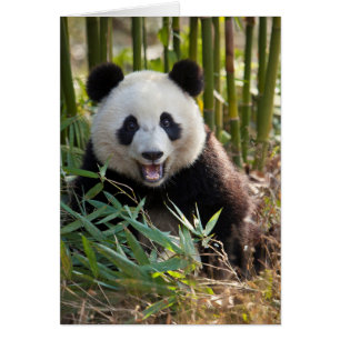 Retrato de panda sonriente