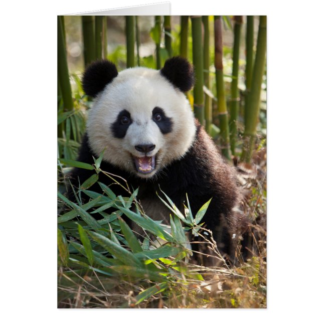 Retrato de panda sonriente (Frente)