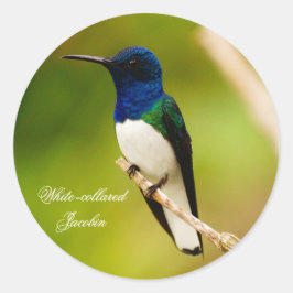 Retrato de Pegatinas de la Ronda de Contemplación