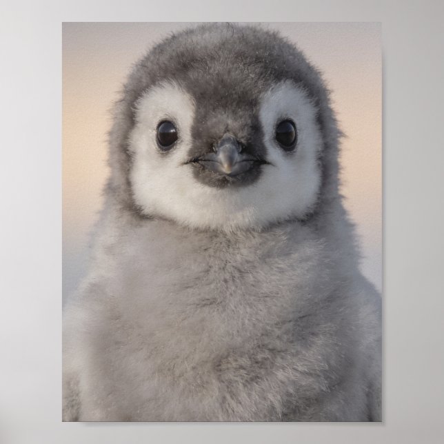 Retrato de pingüino bebé Arte dulce para pared de  (Frente)