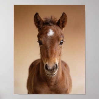 Retrato de potro bebé - Arte mural de animales de