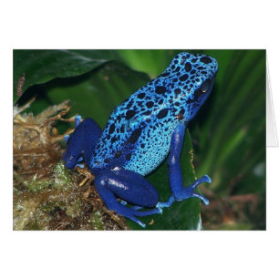 Retrato de rana de flecha de veneno azul