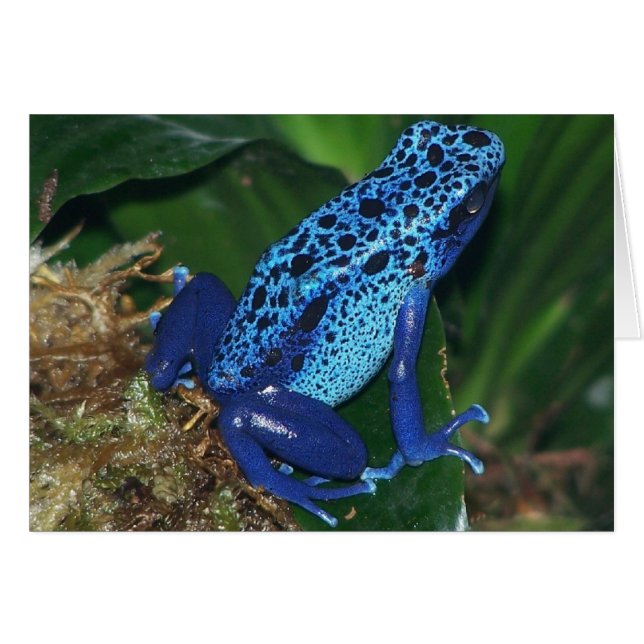 Retrato de rana de flecha de veneno azul (Anverso (Horizontal))