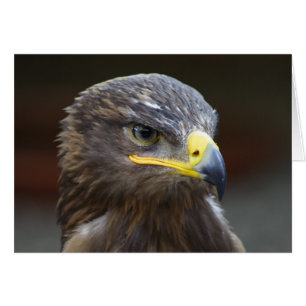 Retrato de Steppe Eagle Close-Up