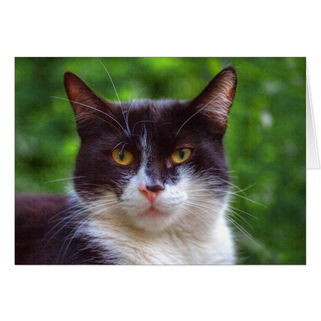 Retrato de Tuxedo (Anverso (Horizontal))