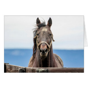 Retrato de un caballo