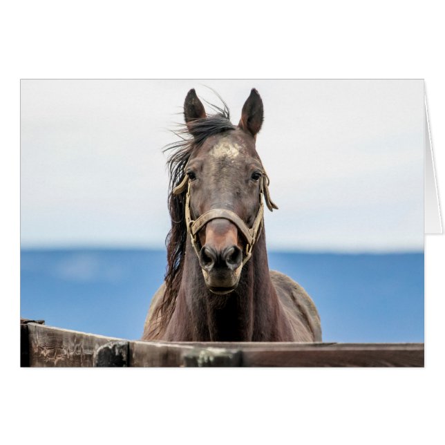 Retrato de un caballo (Anverso (Horizontal))