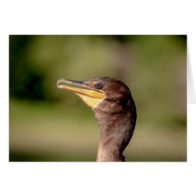 Retrato de un cormorán (Anverso (Horizontal))