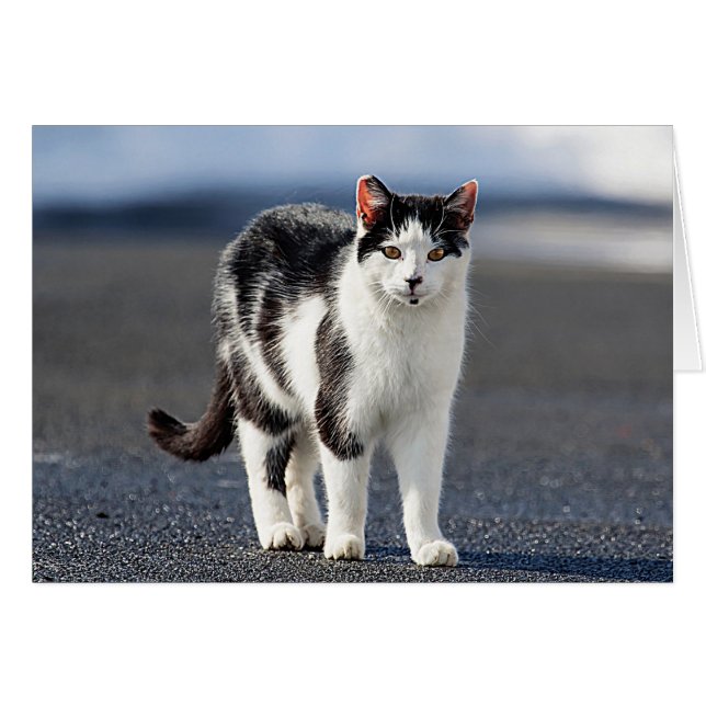 Retrato de un gato (Anverso (Horizontal))