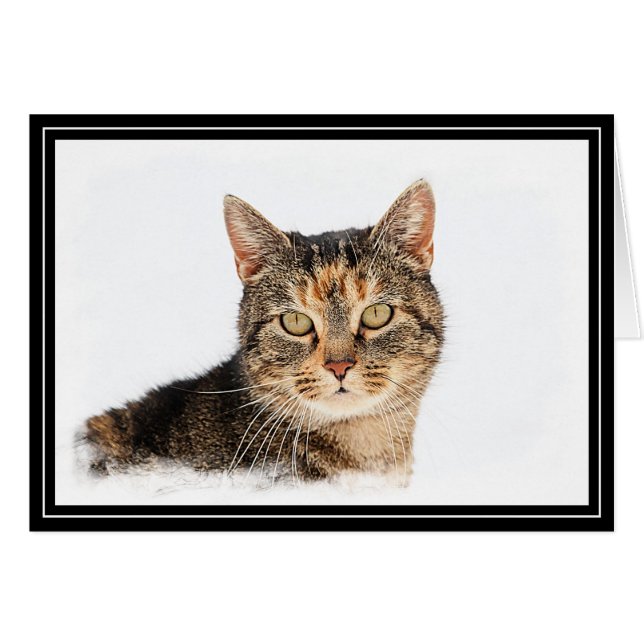 Retrato de un gato (Anverso (Horizontal))