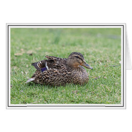 Retrato de un mallard femenino