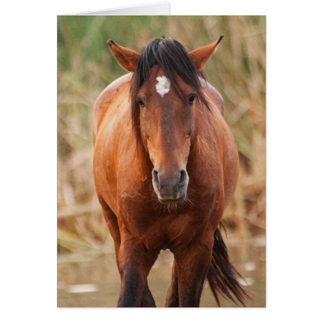 Retrato de un salvaje Mustang (Frente)