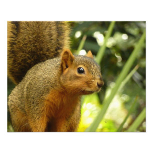 Retrato de una fotografía animal de la naturaleza 