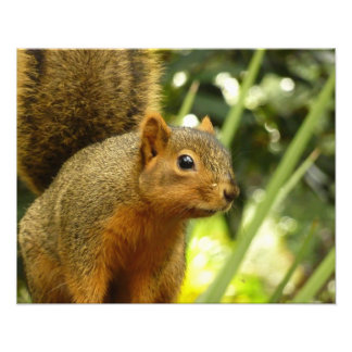 Retrato de una fotografía animal de la naturaleza