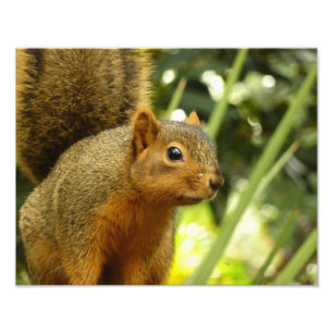 Retrato de una fotografía animal de la naturaleza 