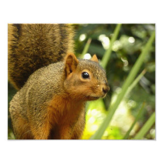 Retrato de una fotografía animal de la naturaleza