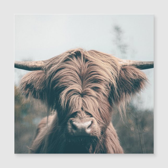 Retrato de vaca Highland (Anverso)
