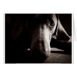 Retrato de Weimaraner