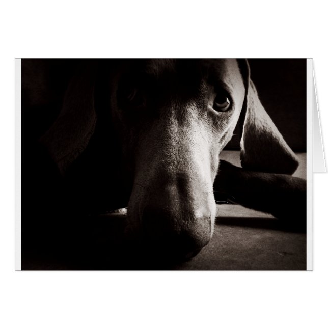 Retrato de Weimaraner (Anverso (Horizontal))