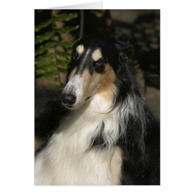 Retrato de Zulu (Frente)