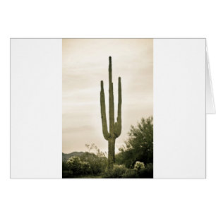 Retrato del Desierto Sonorense Gigante Saguaro