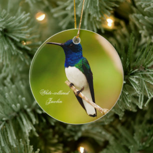 Retrato del ornamento de la ronda de contemplación