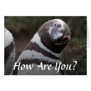 Retrato del pingüino de Magellanic