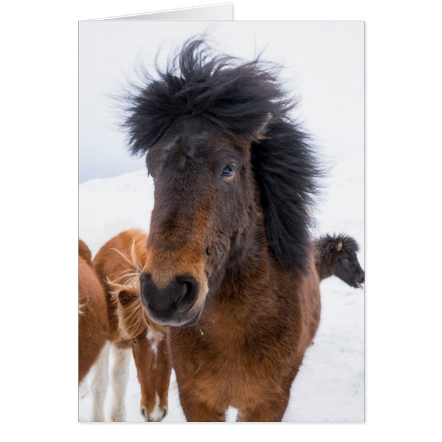 Retrato divertido de caballo islandés (Frente)
