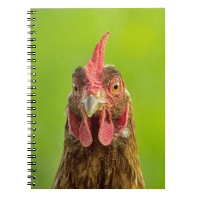 Retrato divertido del pollo - cuaderno (Frente)