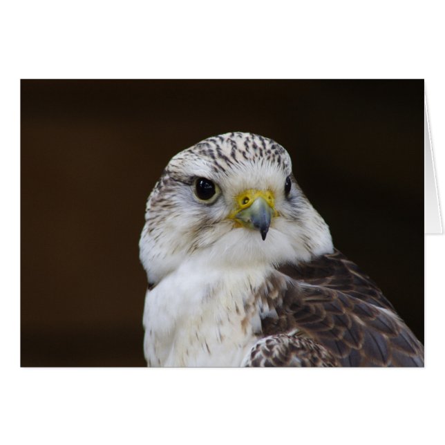 Retrato Falco cherrug (Anverso (Horizontal))