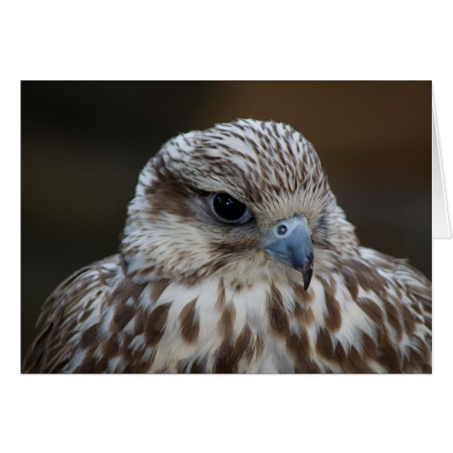 Retrato Falco cherrug (Anverso (Horizontal))
